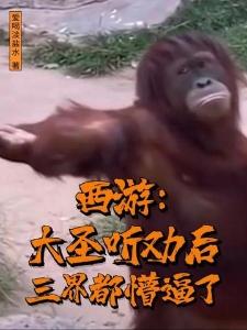 新龙游天下